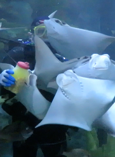 Aquarium 1