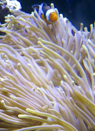 Aquarium 2