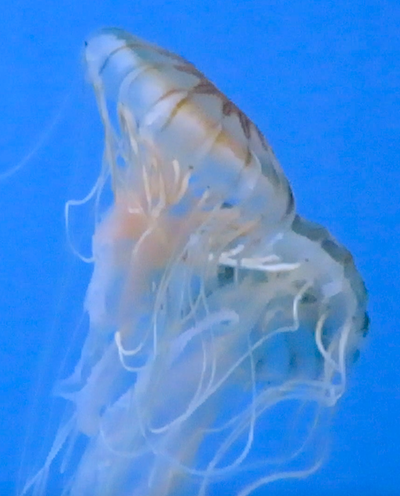 Aquarium 4
