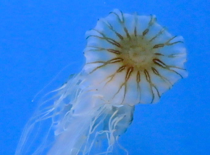 Aquarium 5