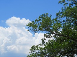 IMG_1362.jpg