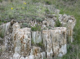 IMG_1779.JPG