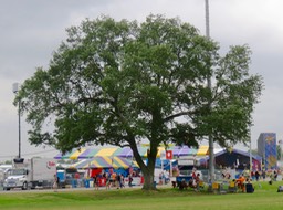 IMG_6010